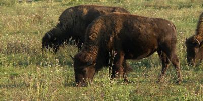 Zeci de bizoni au murit la o ferma din Salonta dupa ce au fost otraviti cu Furadan, insecticid interzis in Romania