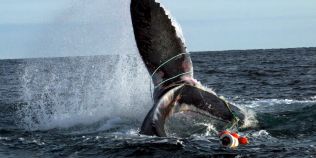 Pescar canadian ucis de o balena la cateva momente dupa ce a salvat-o dintr-o plasa de pescuit