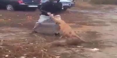VIDEO Scene de groaza: un caine de lupta lasat liber sfasie un maidanez. Atentie, imagini extrem de violente
